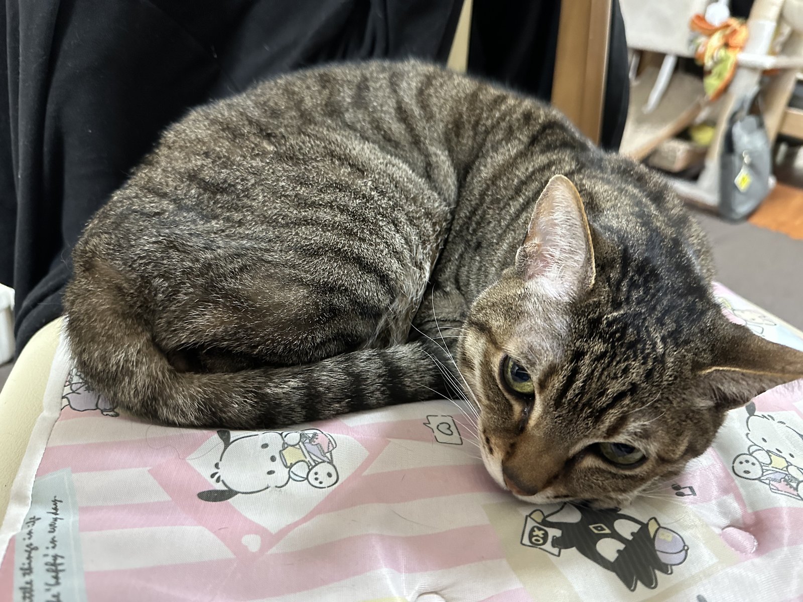 はじめまして!キジトラきょうだい、タイガーとドラちゃんです